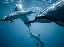 国际足联世界杯-乒超女团深圳苦战晋级 展望决赛陈梦希望轻装上阵